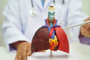A 3d model of the lungs and heart